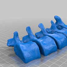 BodyParts3D Lumbar Vertebrae
